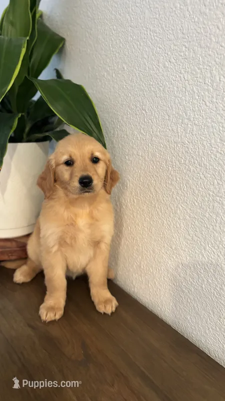 Zara – Golden Retriever puppy for sale in Sacramento, CA