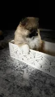 Suzi, a female Pomeranian for sale in Sacramento, CA – 2 of 4