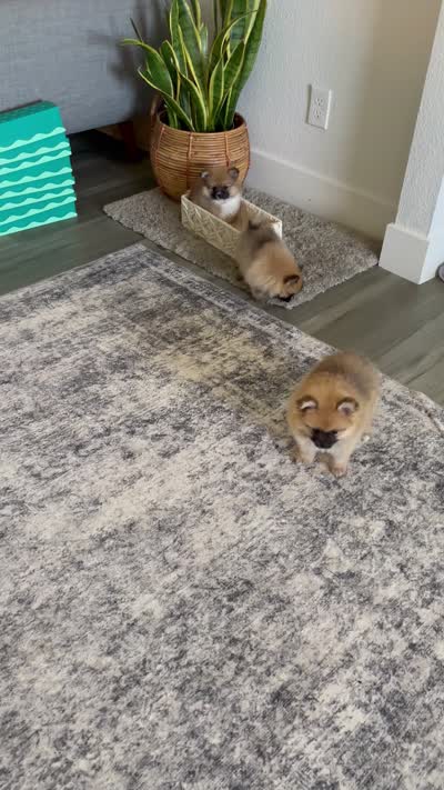 Suzi, a female Pomeranian for sale in Sacramento, CA – 4 of 4