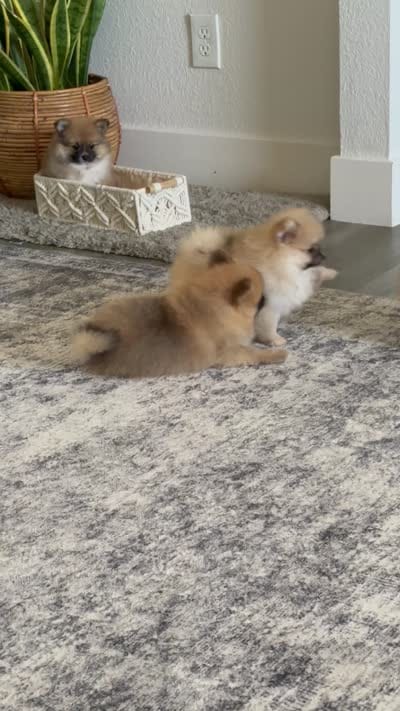 Suzi, a female Pomeranian for sale in Sacramento, CA – 3 of 4