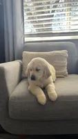 Nayla, a male Golden Retriever for sale in Sacramento, CA – Photo 3 of 3