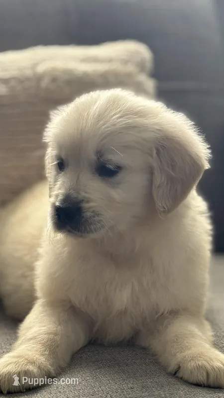 Nayla – Golden Retriever puppy for sale in Sacramento, CA