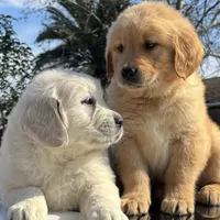 Baron, a male Golden Retriever for sale in Sacramento, CA – Photo 3 of 3