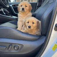 Baron, a male Golden Retriever for sale in Sacramento, CA – Photo 2 of 3