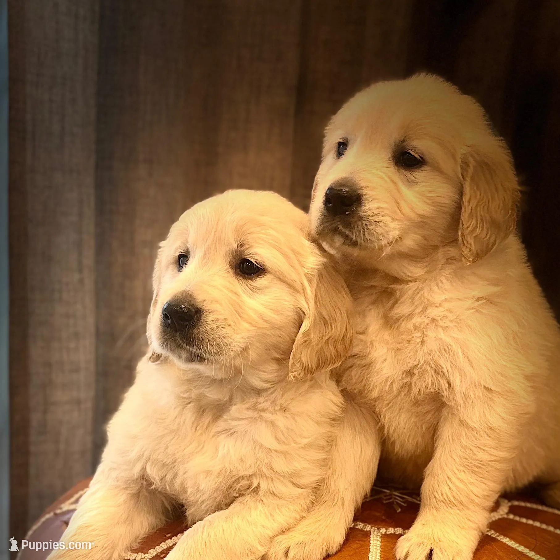 Baron – Golden Retriever puppy for sale in Sacramento, CA