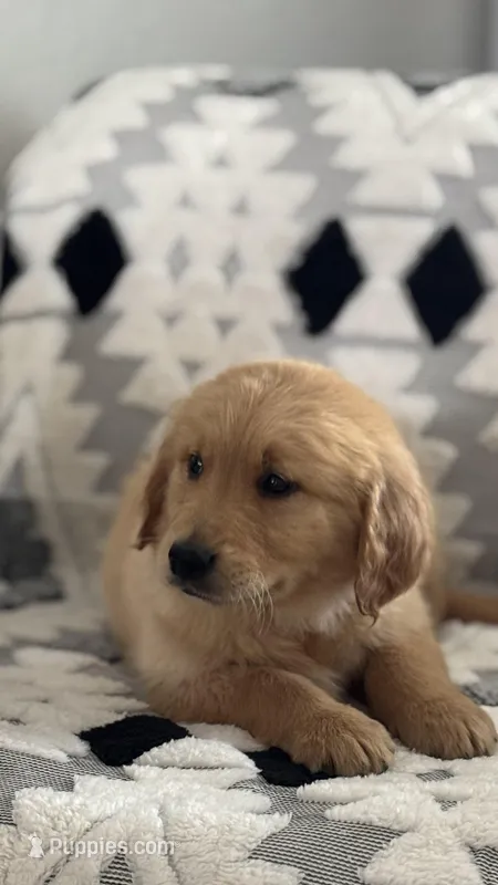 Baron – Golden Retriever puppy for sale in Sacramento, CA