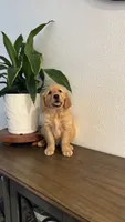 Bob, a male Golden Retriever for sale in Sacramento, CA – 2 of 3