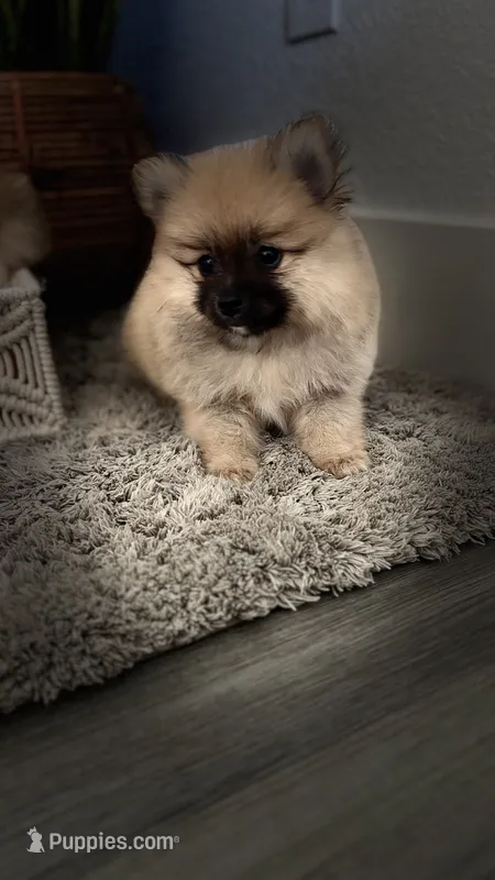 Dizzle – Pomeranian puppy for sale in Sacramento, CA