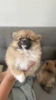 Dizzle, a male Pomeranian for sale in Sacramento, CA – 3 of 6