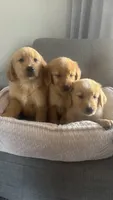 Stella, a female Golden Retriever for sale in Sacramento, CA – 2 of 2