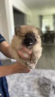 Dizzle, a male Pomeranian for sale in Sacramento, CA – 2 of 6