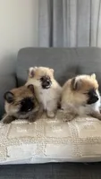 Dizzle, a male Pomeranian for sale in Sacramento, CA – 5 of 6