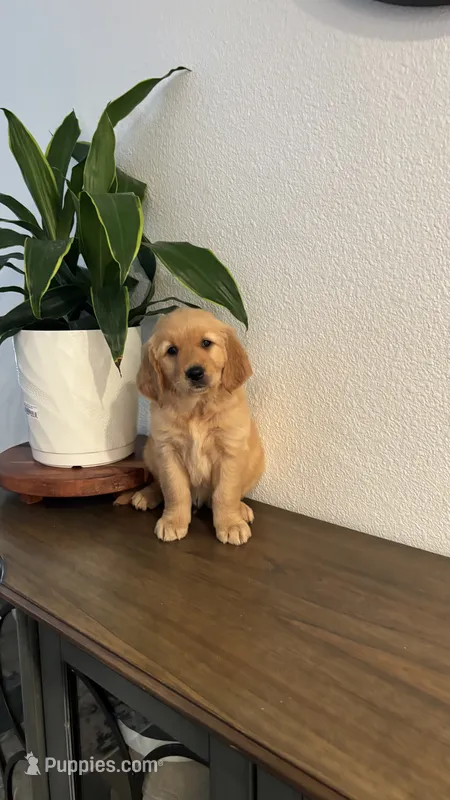 Bob – Golden Retriever puppy for sale in Sacramento, CA