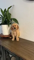 Bob, a male Golden Retriever for sale in Sacramento, CA – 1 of 3