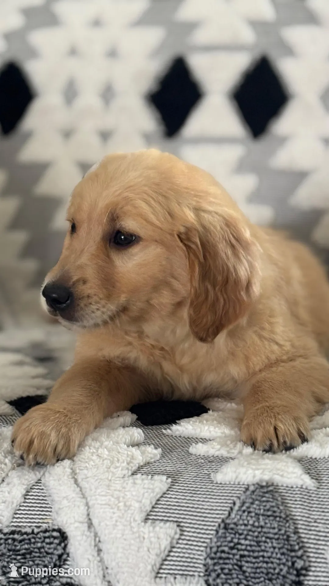 Zara – Golden Retriever puppy for sale in Sacramento, CA