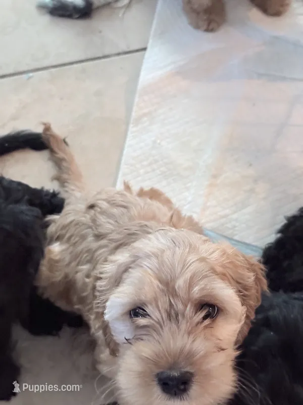 Penelope – Cockapoo puppy for sale in Jacksonville, FL