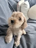 Penelope, a female Cockapoo for sale in Jacksonville, FL – 3 of 3