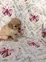 Bear, a male Cockapoo for sale in Jacksonville, FL – 3 of 3