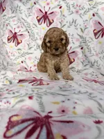 Fifi, a female Cockapoo for sale in Jacksonville, FL – 2 of 3
