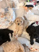 Fifi, a female Cockapoo for sale in Jacksonville, FL – 3 of 3