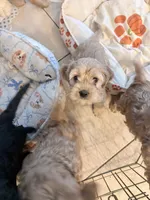 Penelope, a female Cockapoo for sale in Jacksonville, FL – 2 of 3