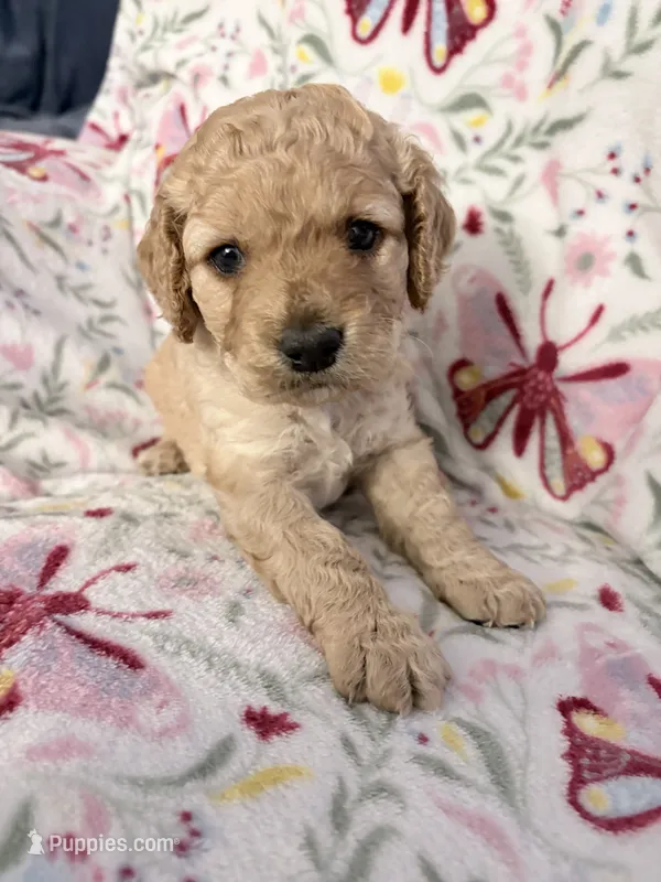 Bear – Cockapoo puppy for sale in Jacksonville, FL