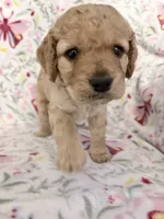 Bear, a male Cockapoo for sale in Jacksonville, FL – 2 of 3