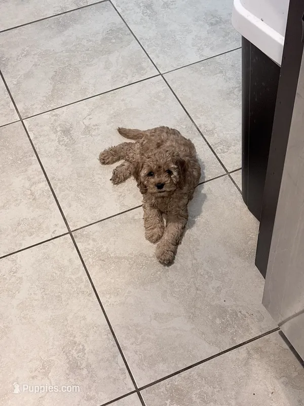 Fifi – Cockapoo puppy for sale in Jacksonville, FL