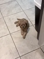 Fifi, a female Cockapoo for sale in Jacksonville, FL – 1 of 3