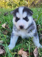 Bear, a male Siberian Husky for sale in Big Creek, KY – 4 of 5