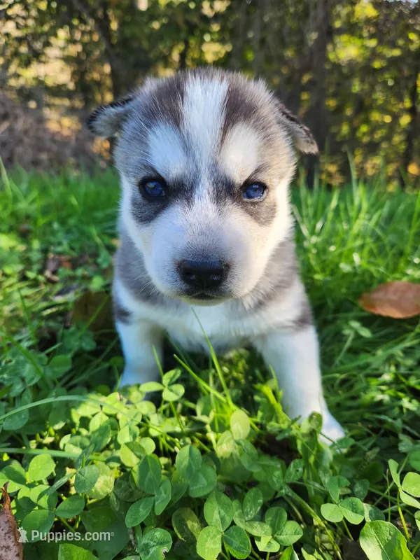 Blaze – Siberian Husky puppy for sale in Big Creek, KY