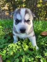 Blaze, a male Siberian Husky for sale in Big Creek, KY – 1 of 3