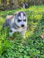 Blaze, a male Siberian Husky for sale in Big Creek, KY – 3 of 3