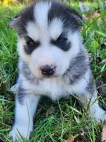 Bear, a male Siberian Husky for sale in Big Creek, KY – 3 of 5