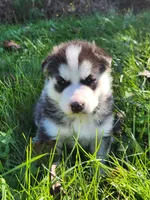 Bear, a male Siberian Husky for sale in Big Creek, KY – 2 of 5