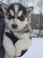 processed/81e4efd4-dc3c-427e-b6de-d0776f1d8c7e/listing/5701af8a-2213-40ef-82d1-80493816bc61/d0d8c9a4-4215-4f97-80bf-a1cc3094604e