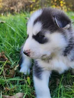 Bear, a male Siberian Husky for sale in Big Creek, KY – 5 of 5