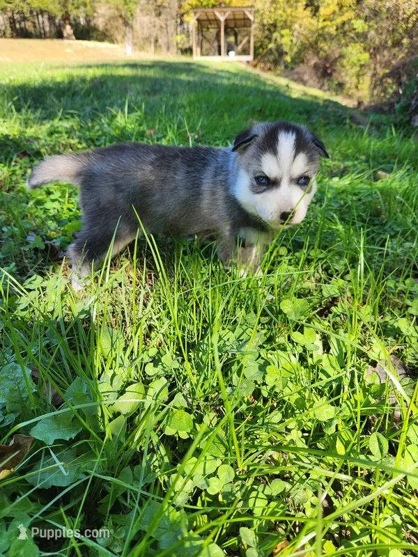 Bear – Siberian Husky puppy for sale in Big Creek, KY