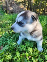 Blaze, a male Siberian Husky for sale in Big Creek, KY – 2 of 3