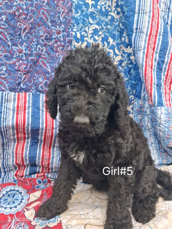 Labradoodle #5 – Labradoodle puppy for sale in Connersville, IN