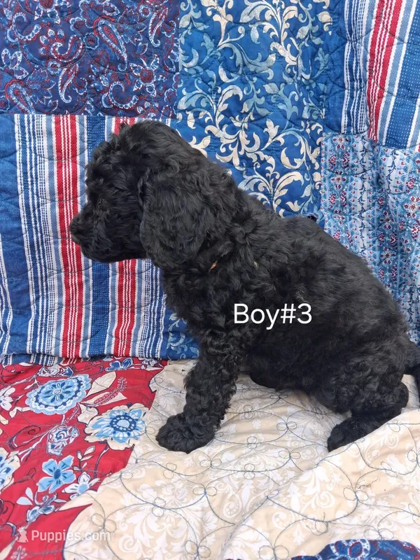 Labradoodle Boy #3 – Labradoodle puppy for sale in Connersville, IN