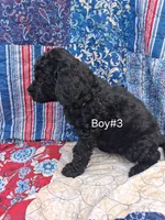 Labradoodle Boy #3, a male Labradoodle for sale in Connersville, IN – 1 of 1