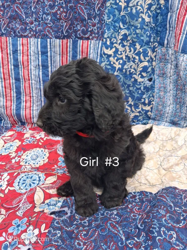 Labradoodle #3 – Labradoodle puppy for sale in Connersville, IN