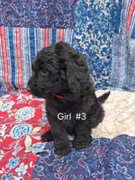 Labradoodle #3, a female Labradoodle for sale in Connersville, IN – 1 of 1