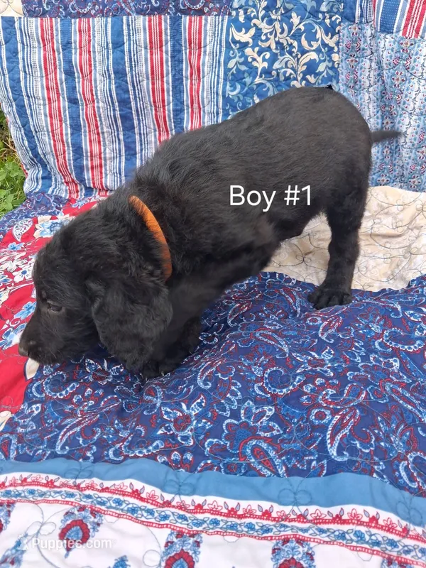 Labradoodle Boy #1 – Labradoodle puppy for sale in Connersville, IN