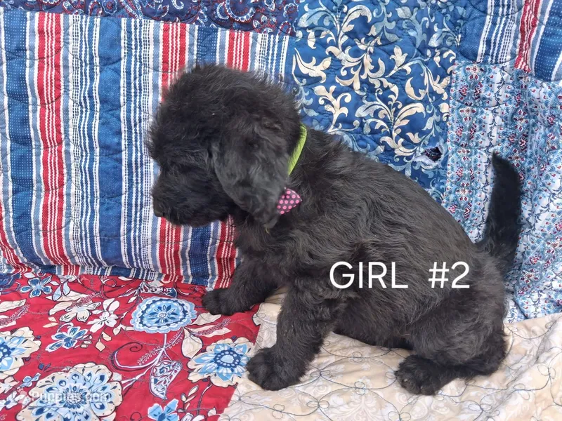 Labradoodle #2 – Labradoodle puppy for sale in Connersville, IN