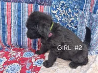 Labradoodle #2, a female Labradoodle for sale in Connersville, IN – 1 of 1