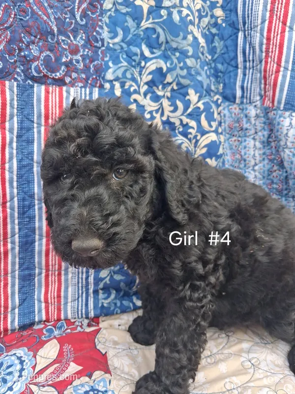 Labradoodle #4 – Labradoodle puppy for sale in Connersville, IN