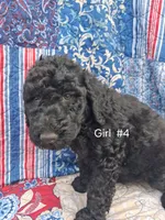 Labradoodle #4, a female Labradoodle for sale in Connersville, IN – 1 of 1