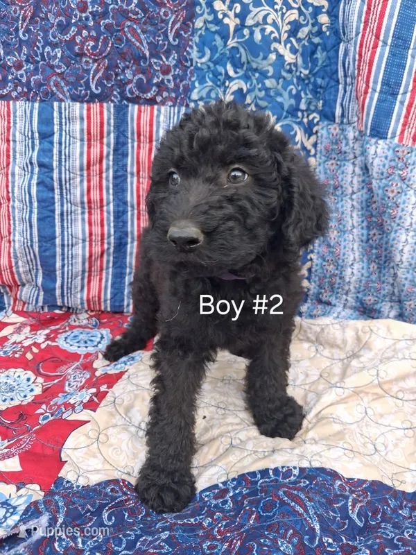 Labradoodle Boy #2 – Labradoodle puppy for sale in Connersville, IN